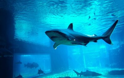 Shark Tank Winner Secrets and How to Use Them To Get What You Want At Work